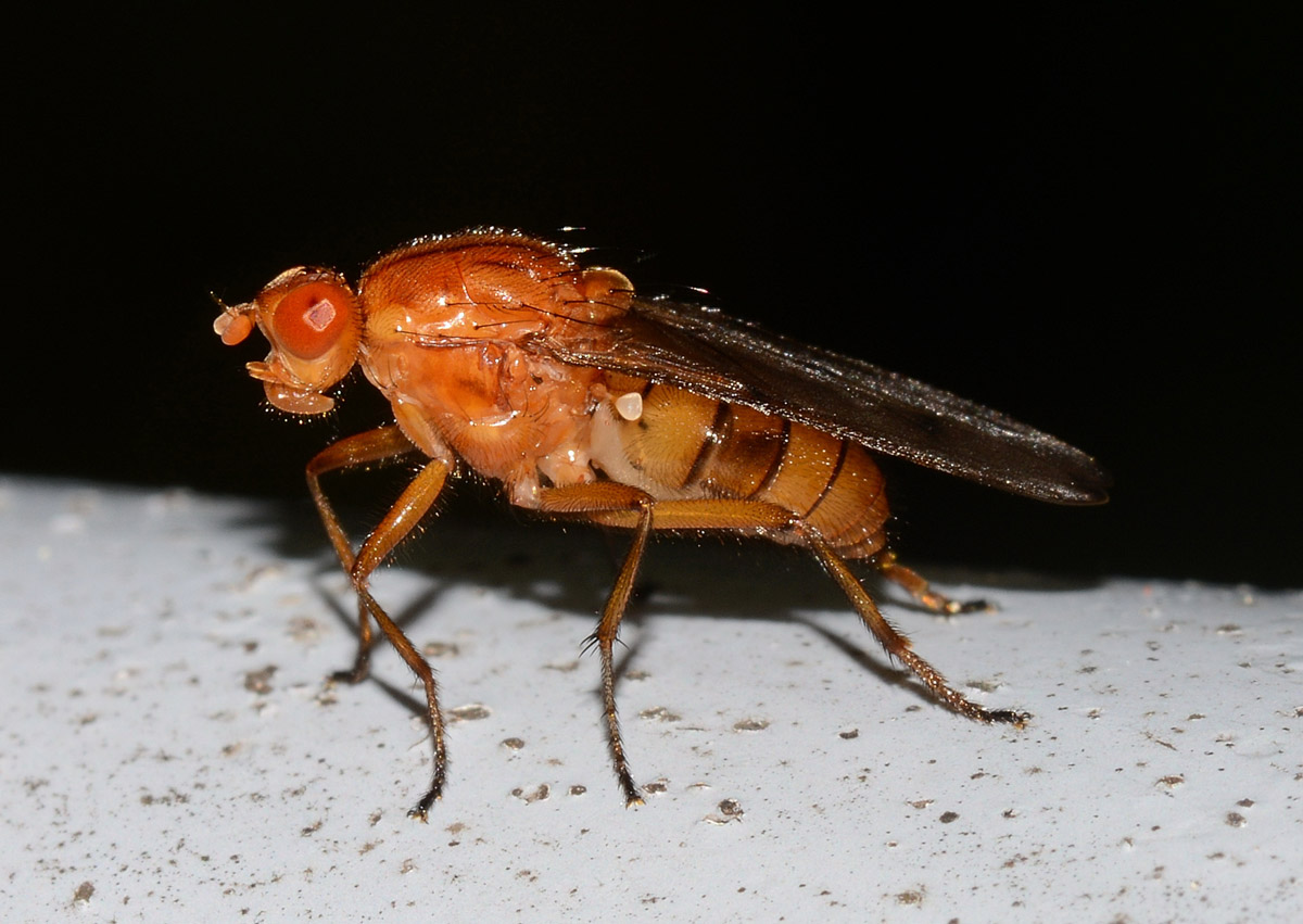 Femmina di Neuroctena anilis (Dryomyzidae)