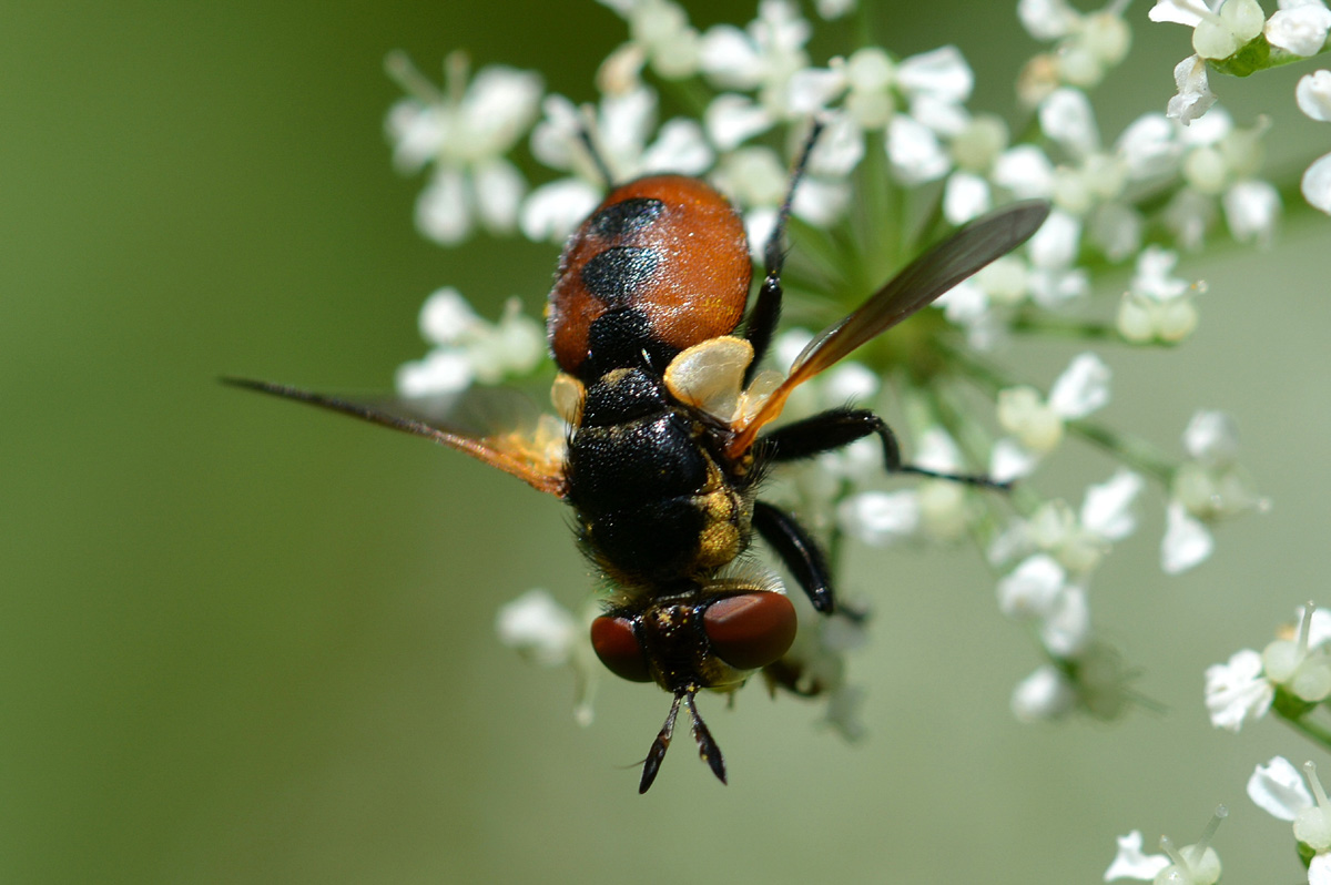 Gymnosoma sp. (Tachinidae)