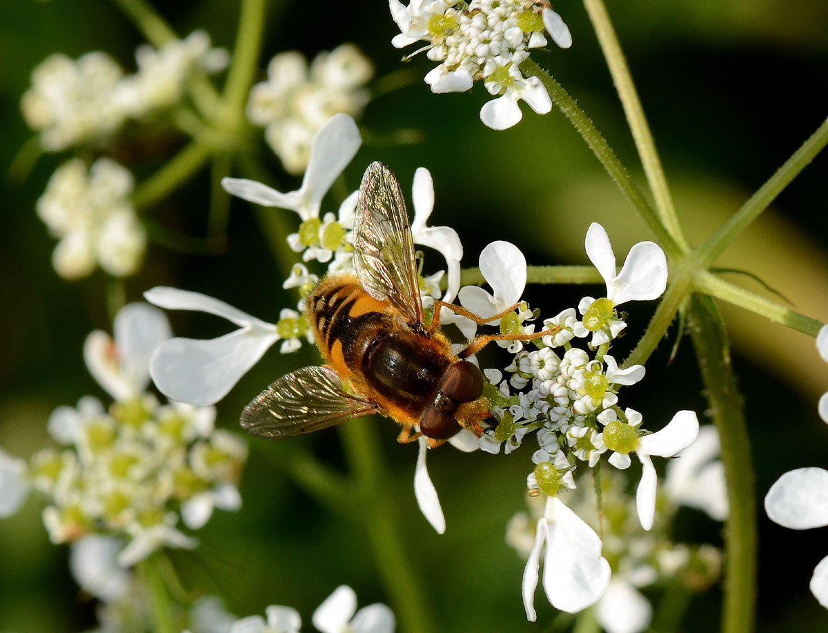 Parhelophilus versicolor (Syrphidae) maschio