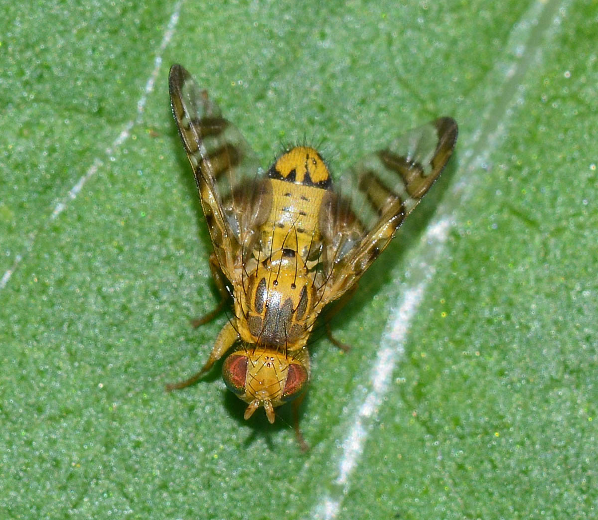 Chaetostomella cylindrica (Tephritidae)