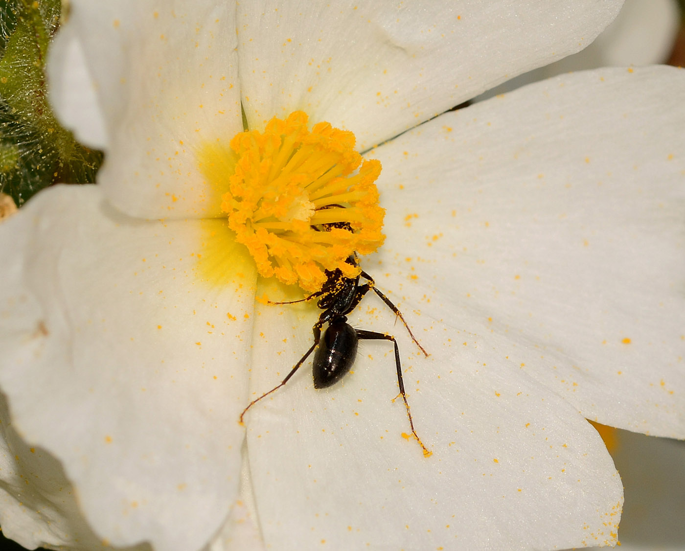 formica impollinatrice: Camponotus aethiops