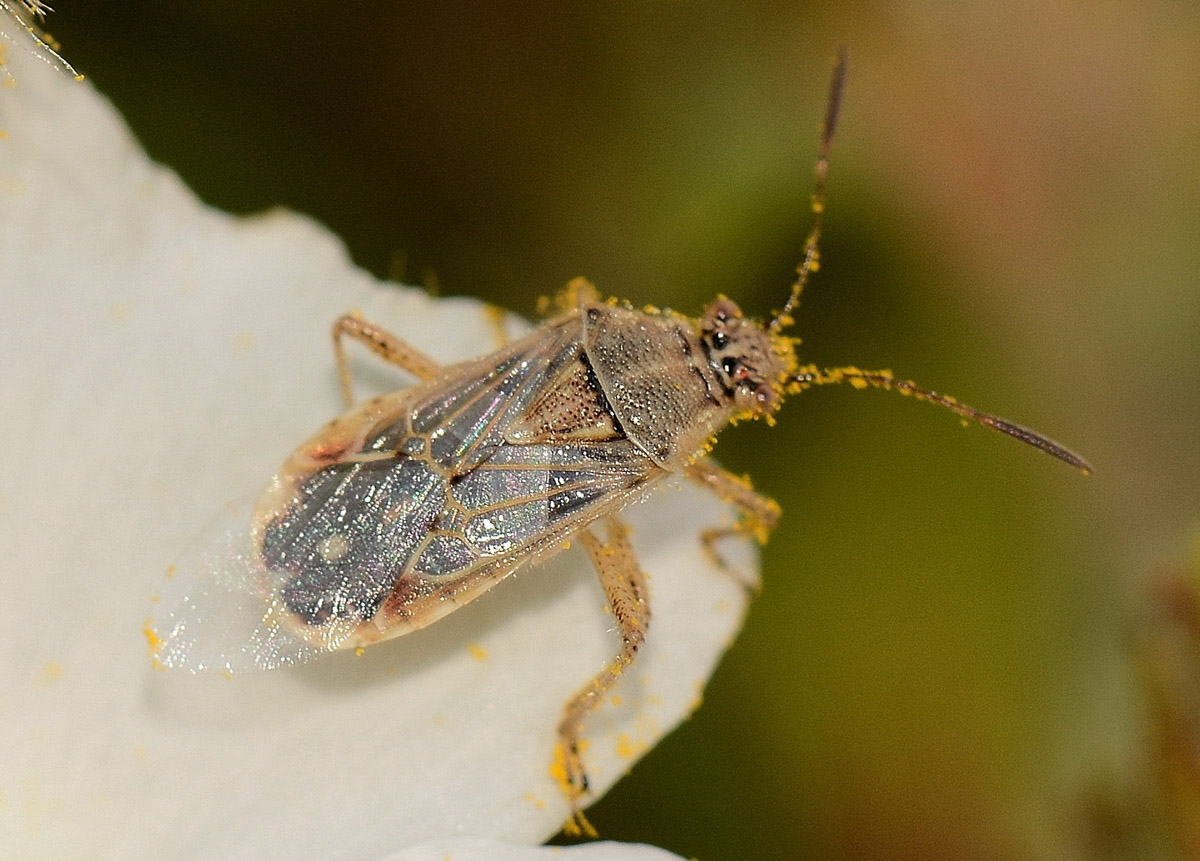 Rhopalidae:   Liorhyssus hyalinus