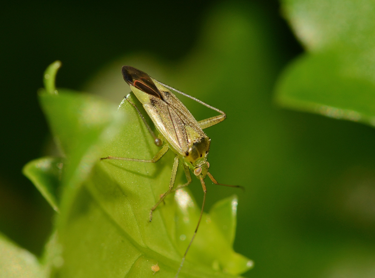 Miridae:Closterotomus trivialis e norwegicus