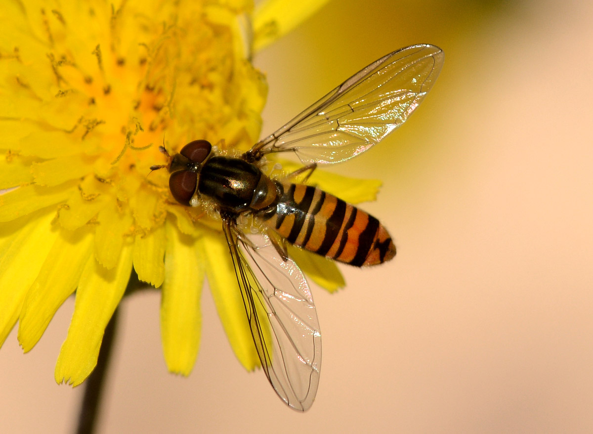 Episyrphus balteatus (Syrphidae)