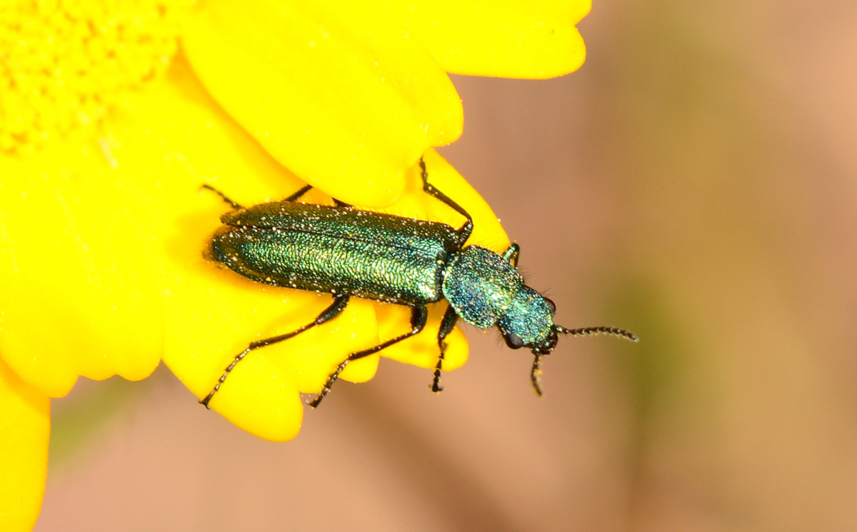 Dasytidae: Psilothrix viridicaerulea