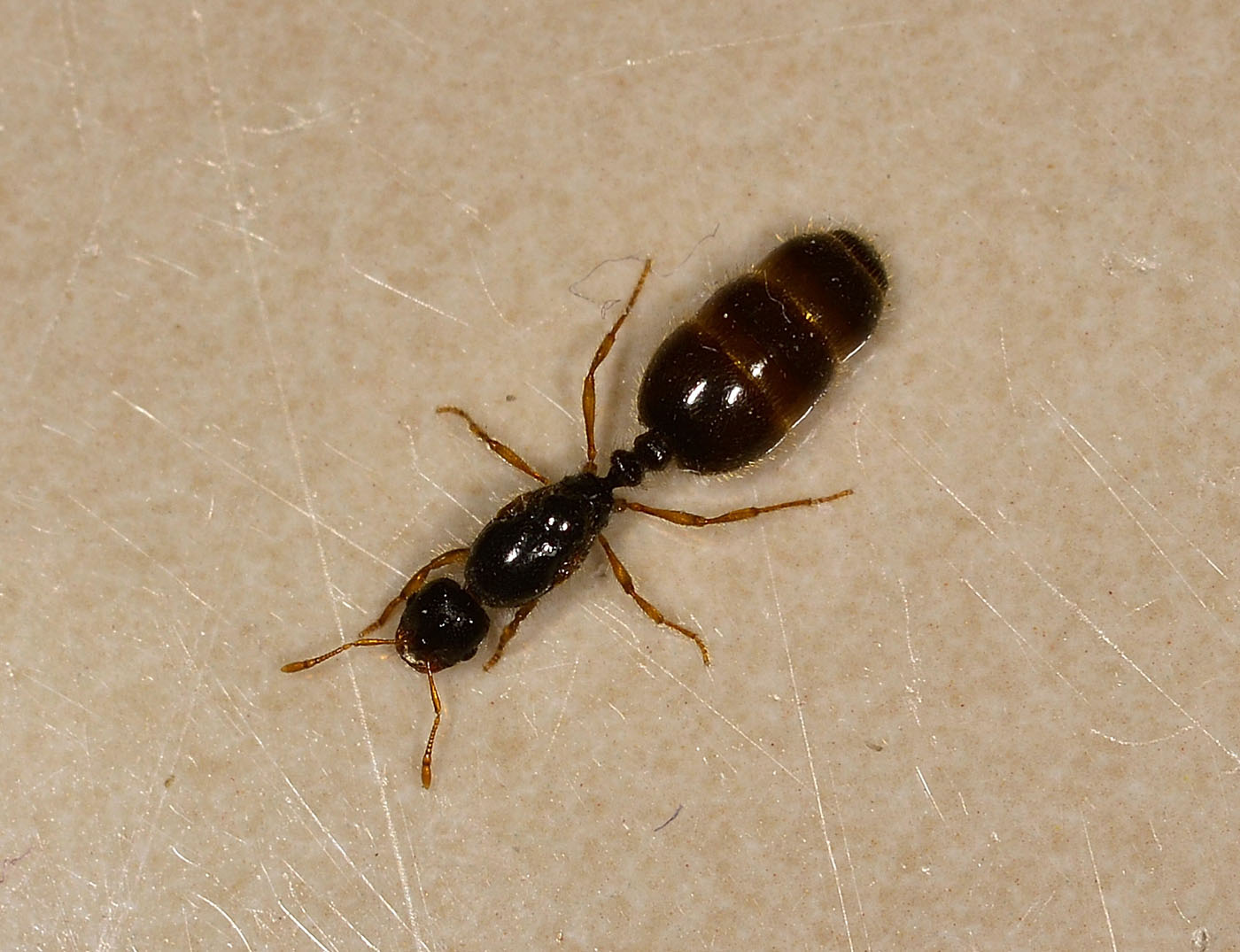 Grosso addome:  regina di Solenopsis fugax (Formicidae)