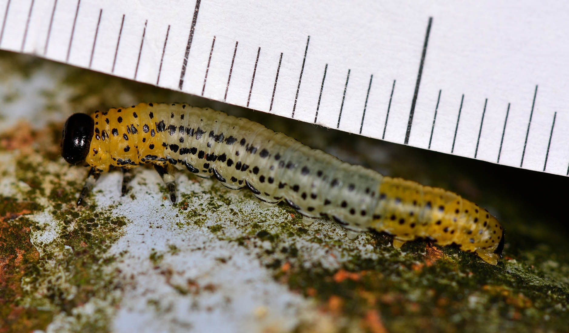 Tenthredinidae:  cfr. Nematus (Pteronidea) sp.