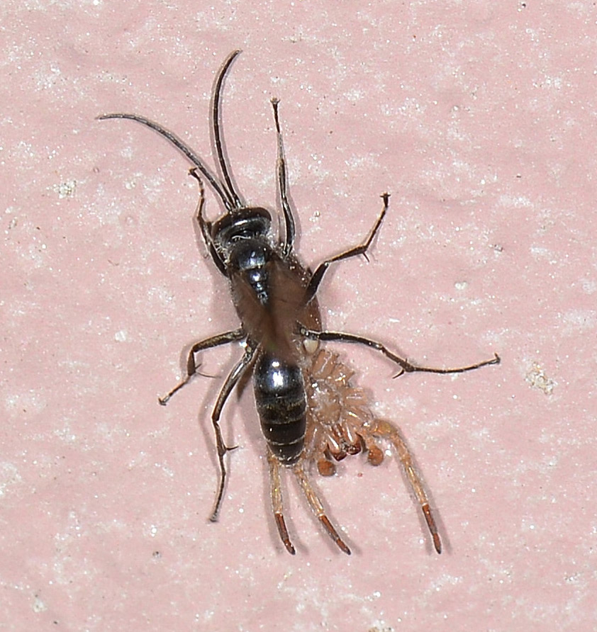 Pompilidae in azione