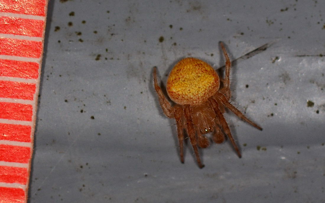 Neoscona subfusca, maschio - Bannio Anzino (VB)