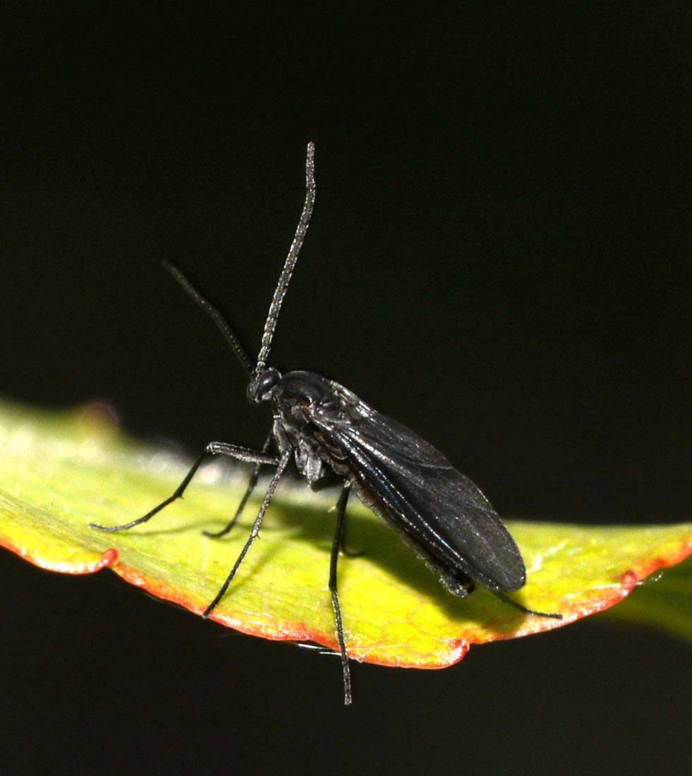 Sciaridae