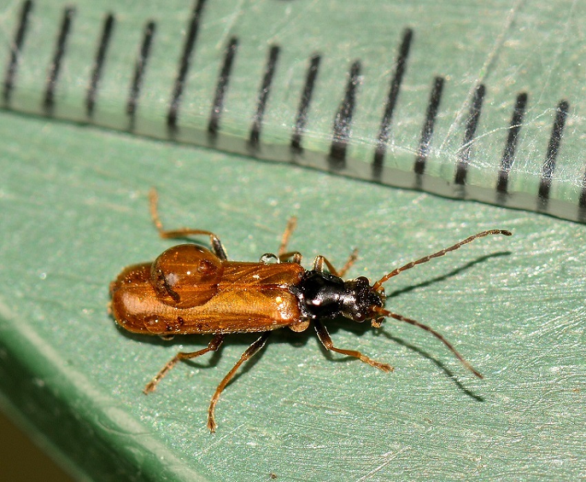 Cantharidae:  Rhagonycha fuscitibia