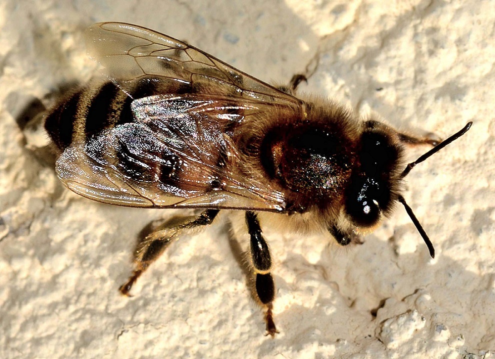 Apis mellifera