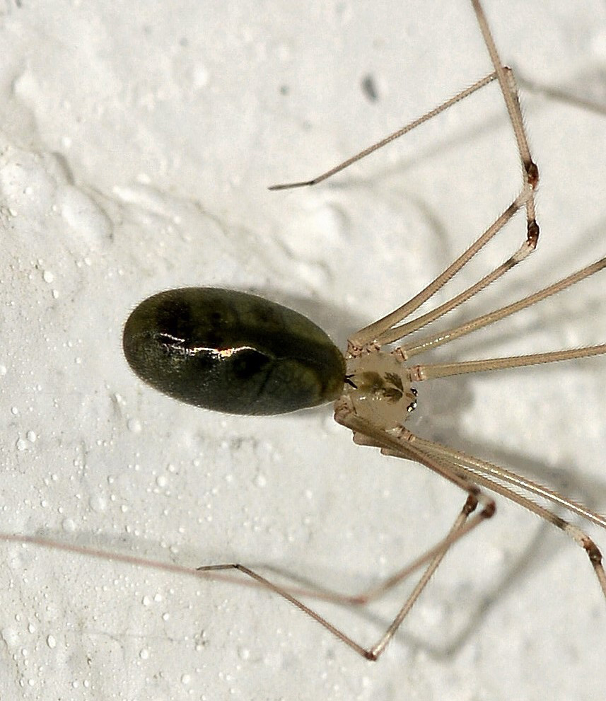 Pholcidae sardo :  Pholcus phalangioides  - Is Arenas (OR)