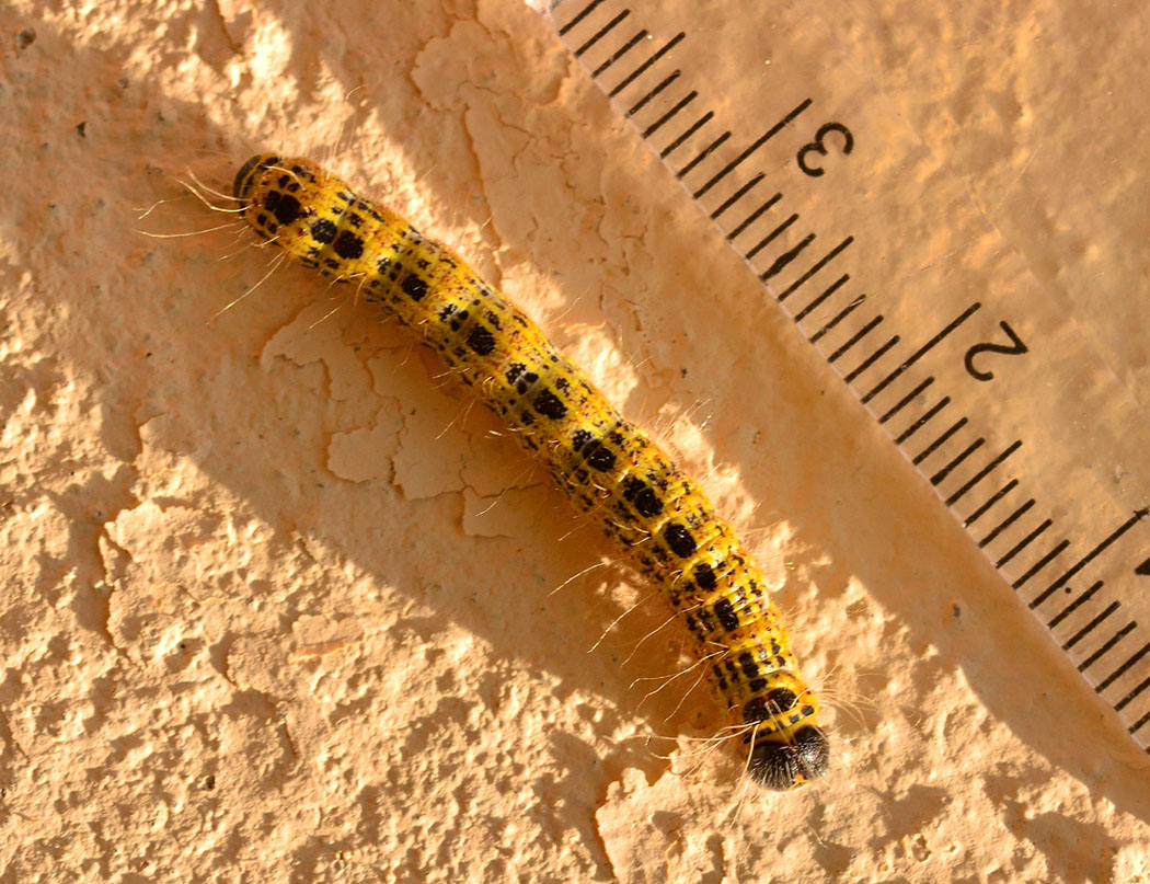 larva di Phalera bucephala (Notodontidae)