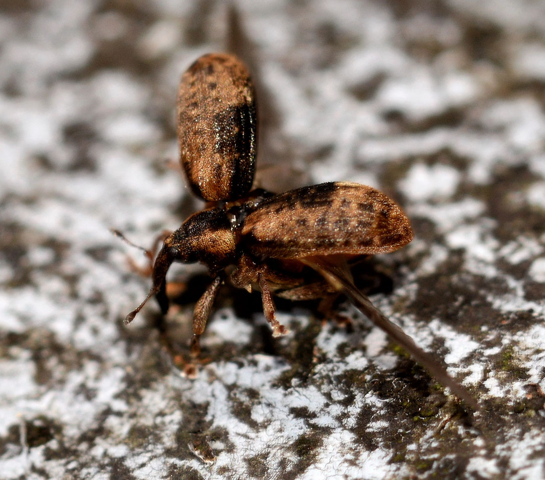 Curculionidae: Stereonychus fraxini