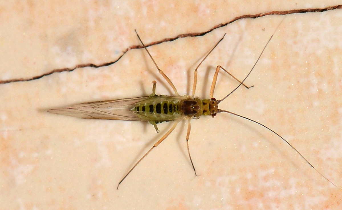 Drepanosiphum platanoidis femmina vivipara alata (Aphididae)