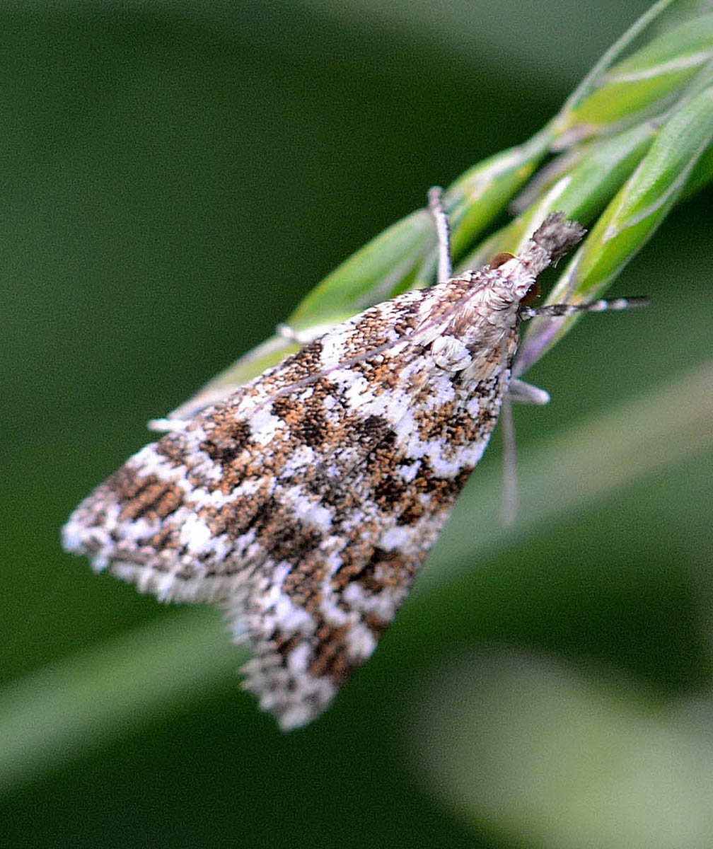 Tortricidae? No, Crambidae: Eudonia sudetica