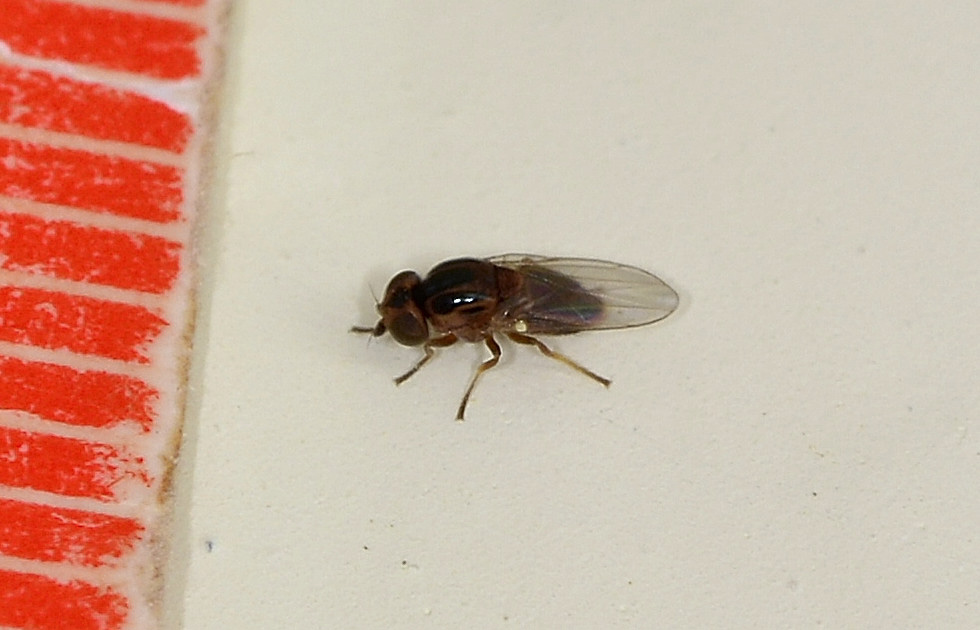 Chloropidae