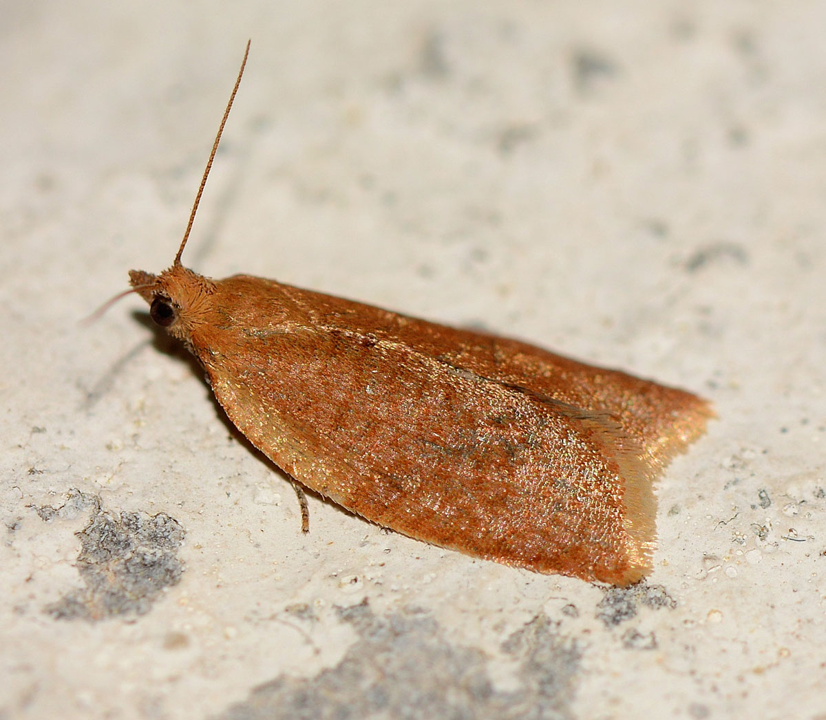 Tortricidae di Capraia - Clepsis consimilana