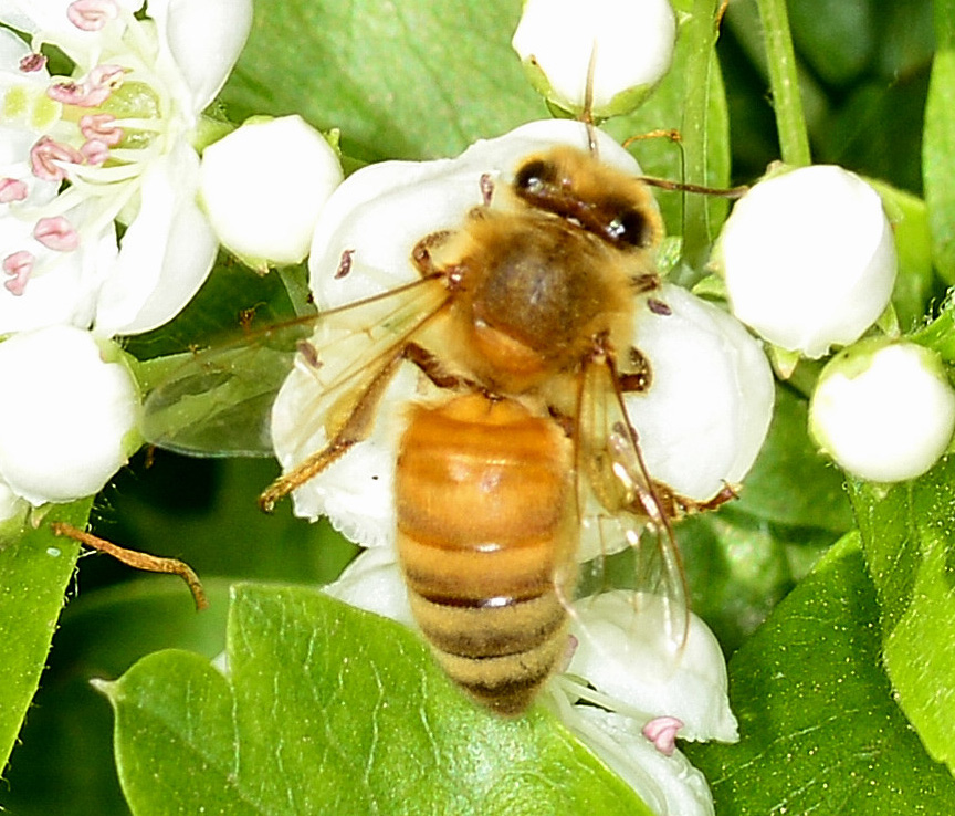 Apis mellifera cfr. ligustica