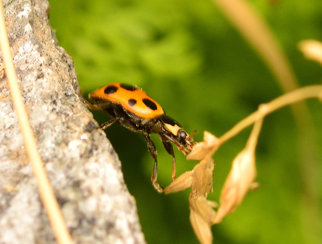 Ceratomegilla notata, Coccinellidae