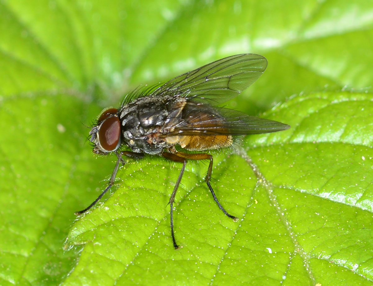 Muscidae da id: Phaonia sp. maschio