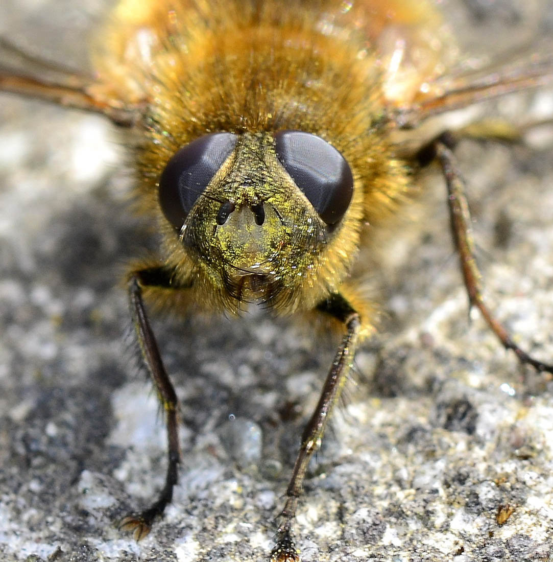 Tachina ursina (Tachinidae)