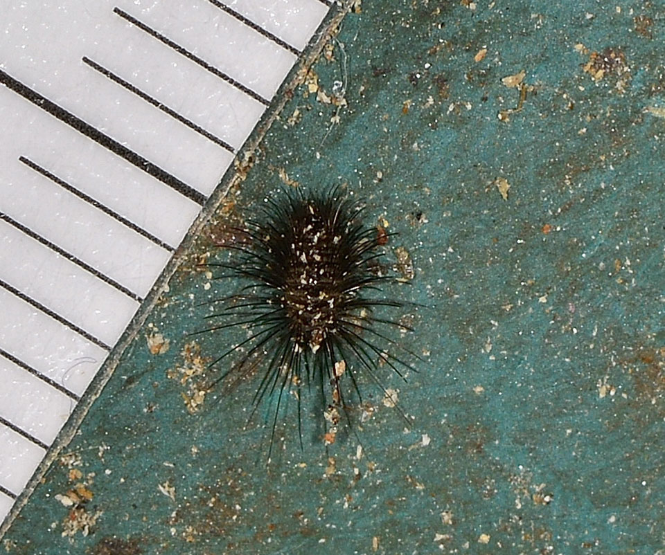 larva di Dermestidae