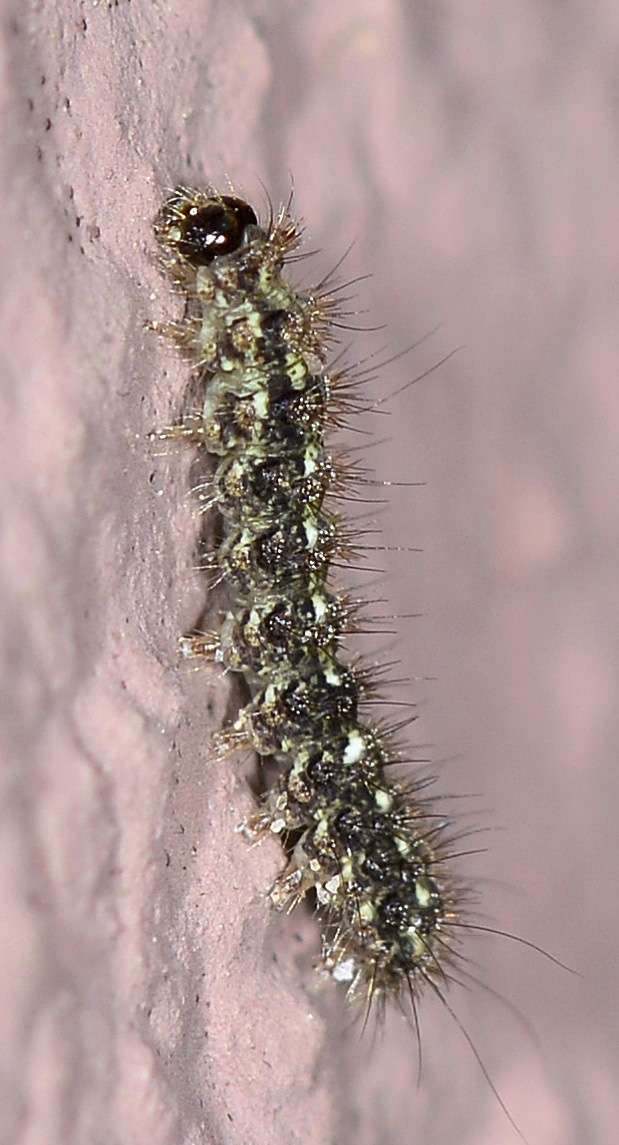 Piccola larva - Eilema depressa, Erebidae Arctiinae