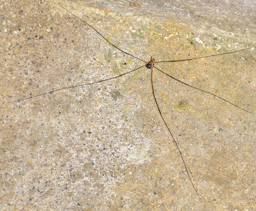 Amilenus aurantiacus, maschio (Phalangiidae)