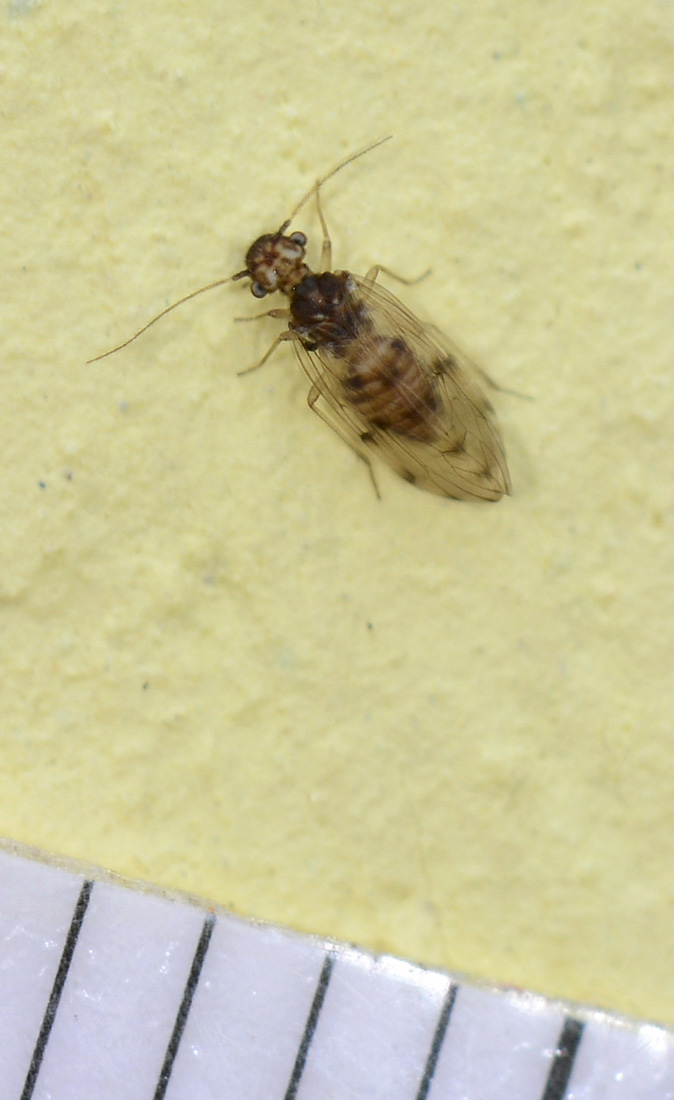 Ectopsocus sp.