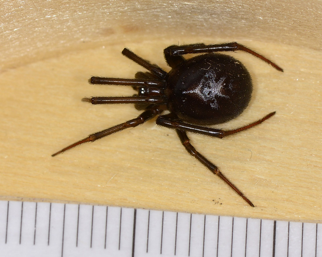 ragno scuro - Theridiidae:  Steatoda grossa - Mediglia (MI)