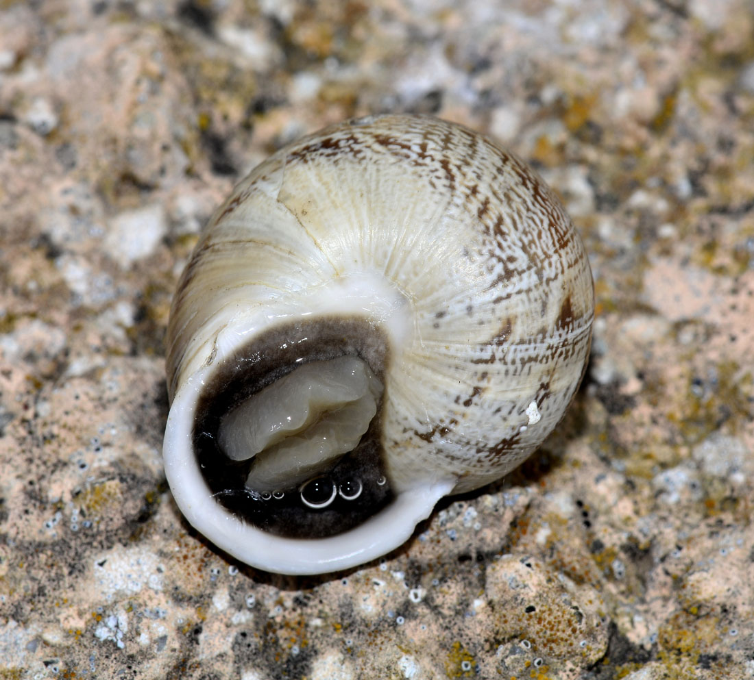 Chiocciola del Giglio