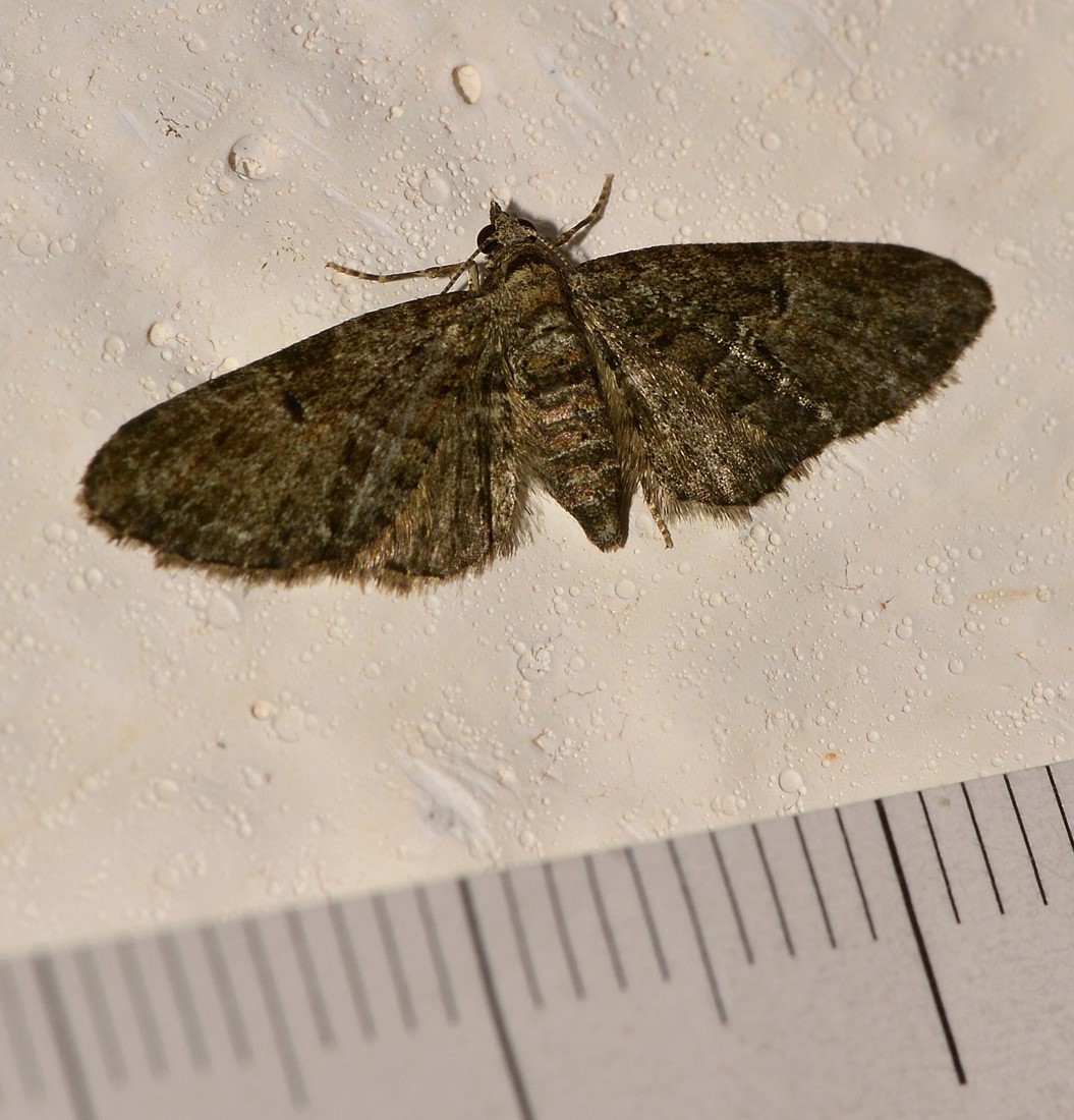 Eupithecia ?