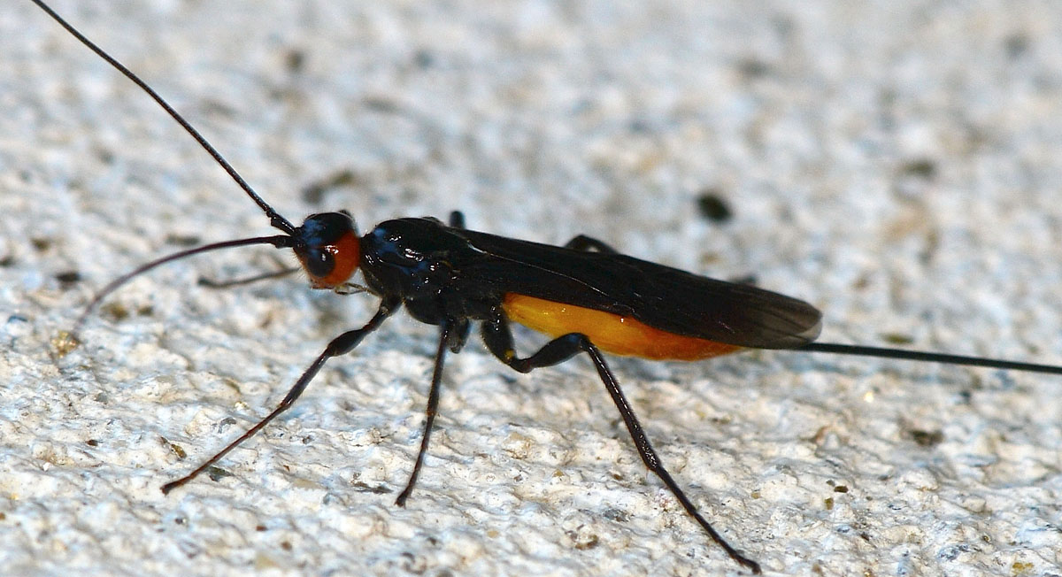 Ichneumonidae ?  No, Braconidae:  cfr. Atanycolus sp.