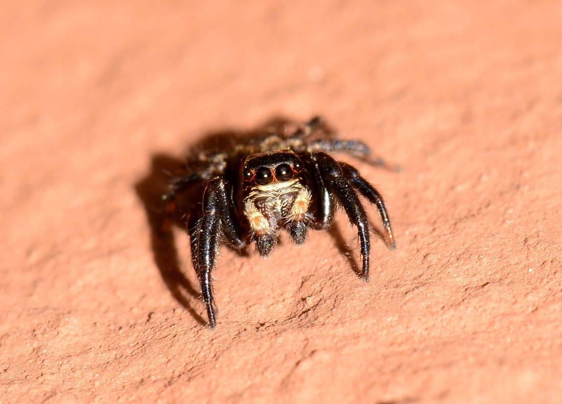 maschio di Pseudeuophrys erratica - Mediglia (MI)