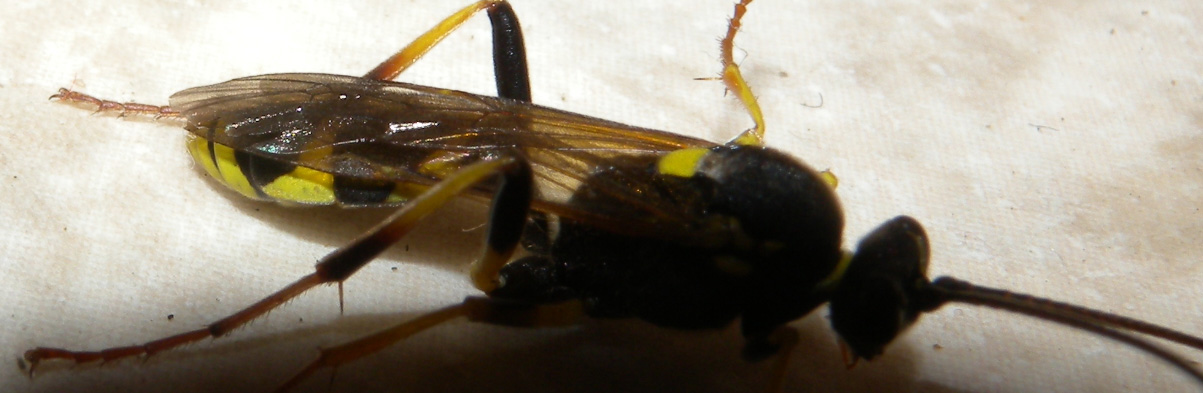 Amblyteles armatorius? (Ichneumonidae)