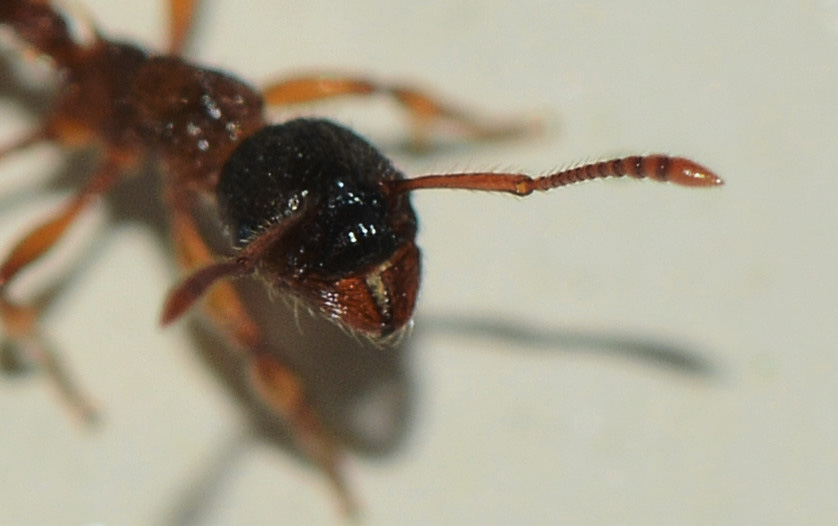 formica spinosa: Myrmica cfr scabrinodis