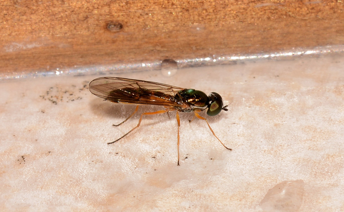 Stratiomyidae ?