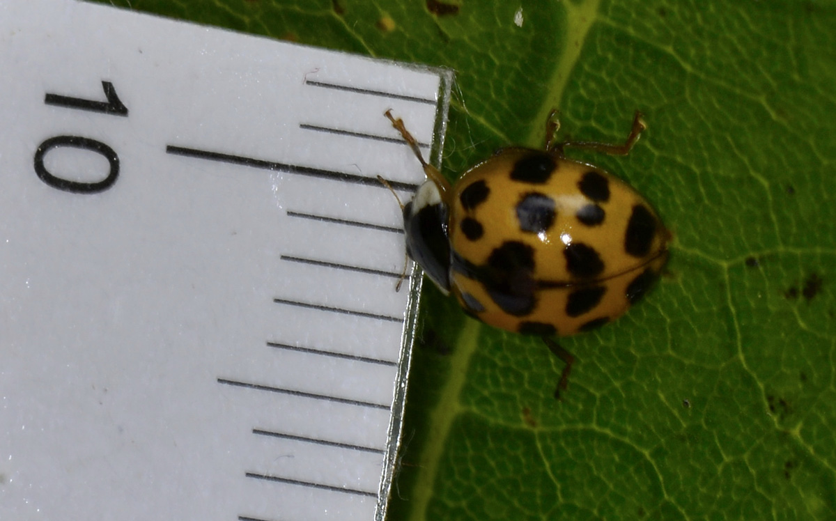 Coccinella: sempre una Harmonia axyridis