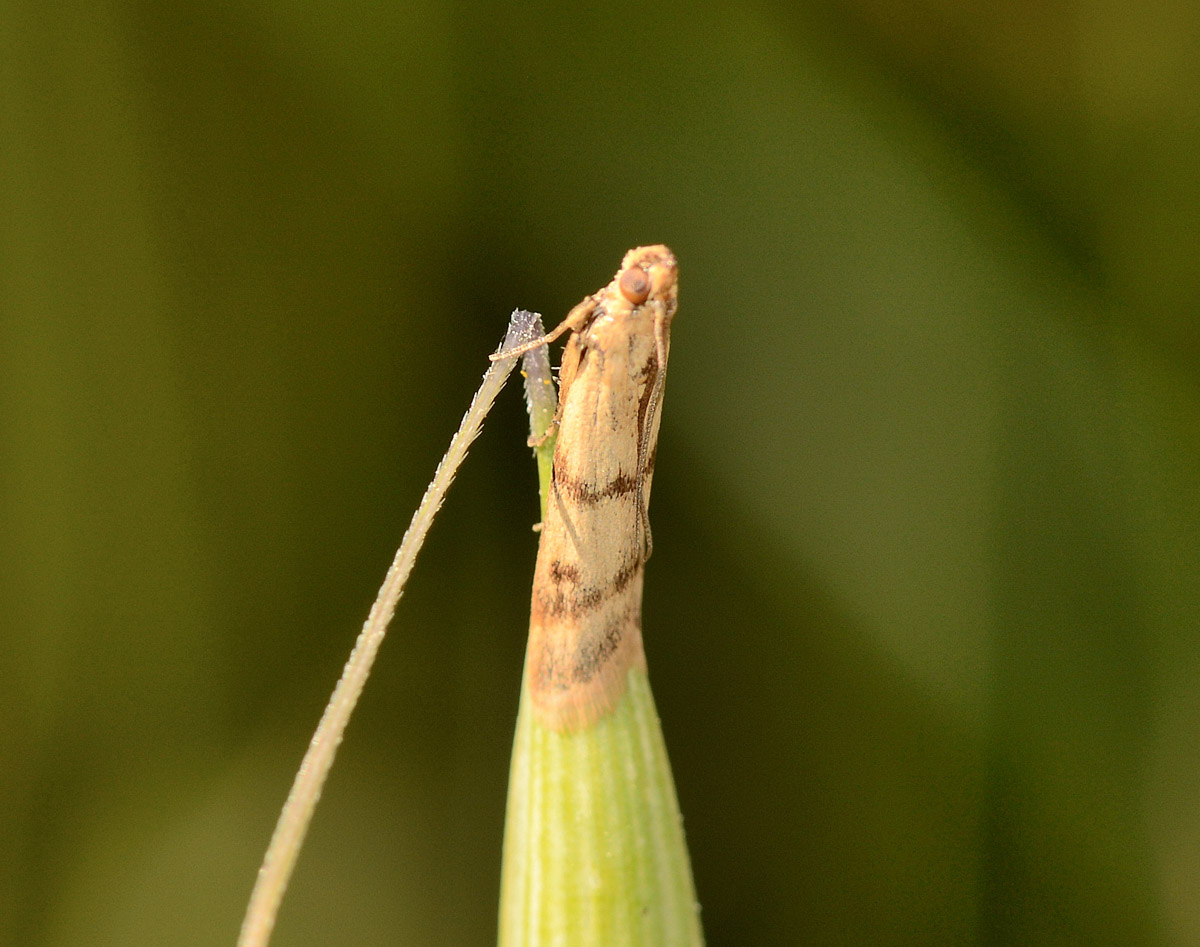 Micro a Capraia - Homoeosoma sinuella