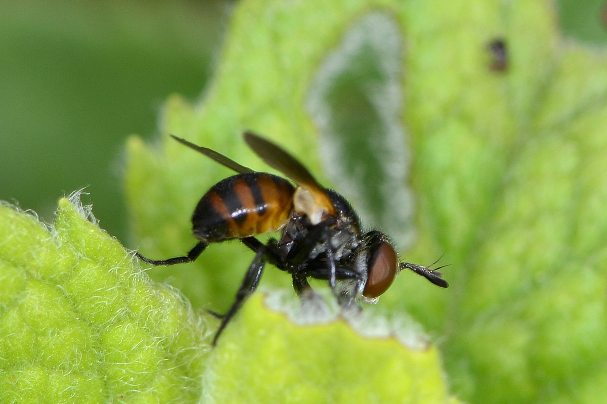 Tachinidae