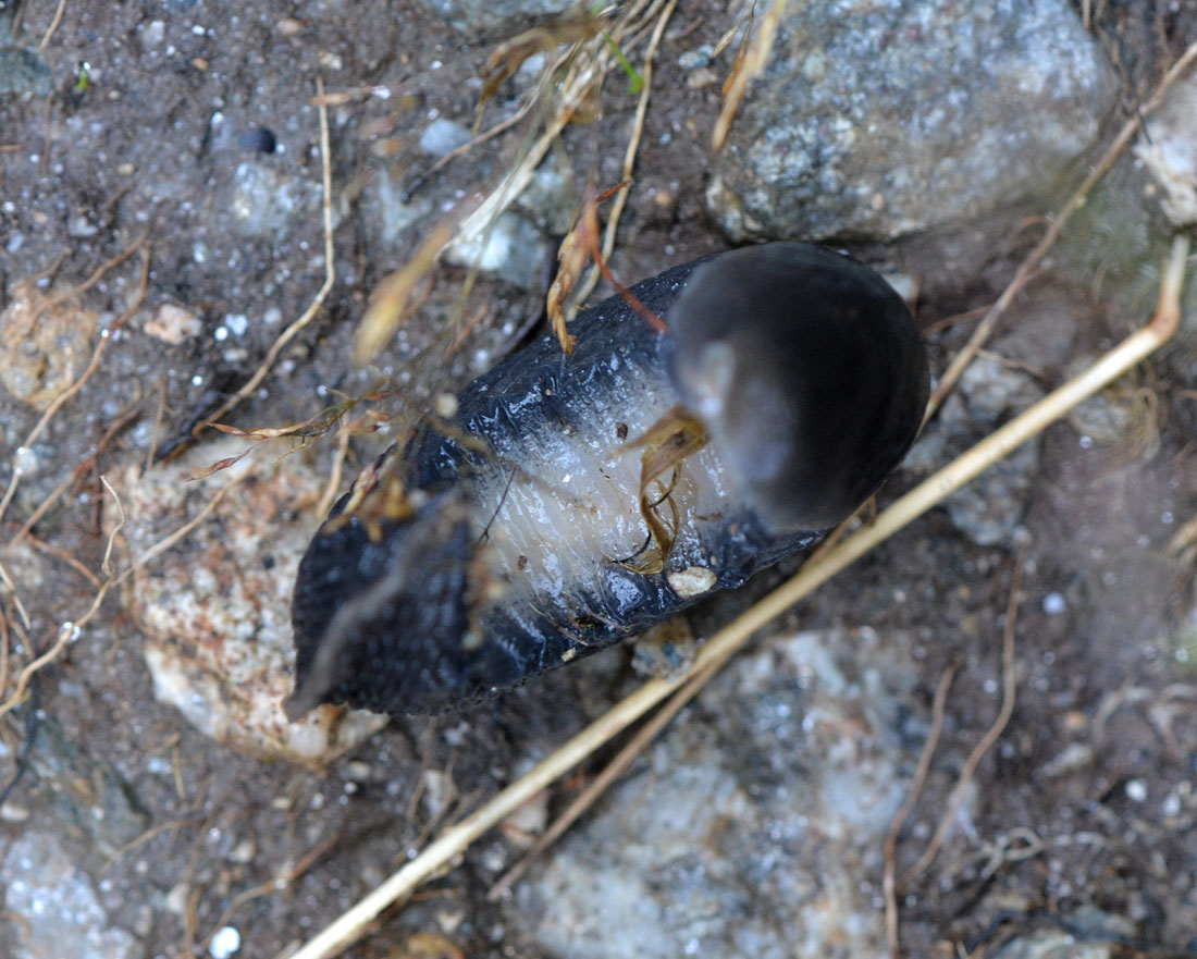 Limax alpinus del Alta val Anzasca (VB)