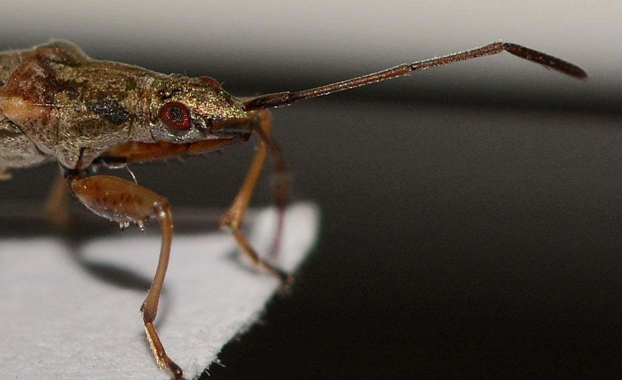 Lygaeidae: Paromius gracilis