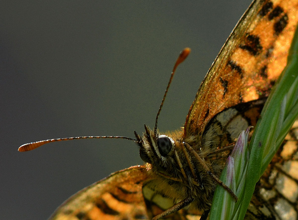 Melitaea