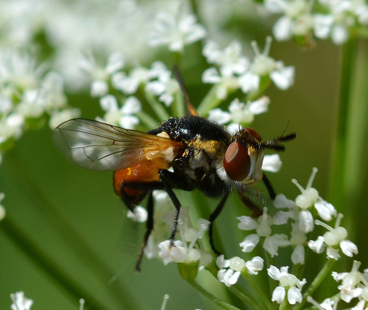 Gymnosoma sp. (Tachinidae)