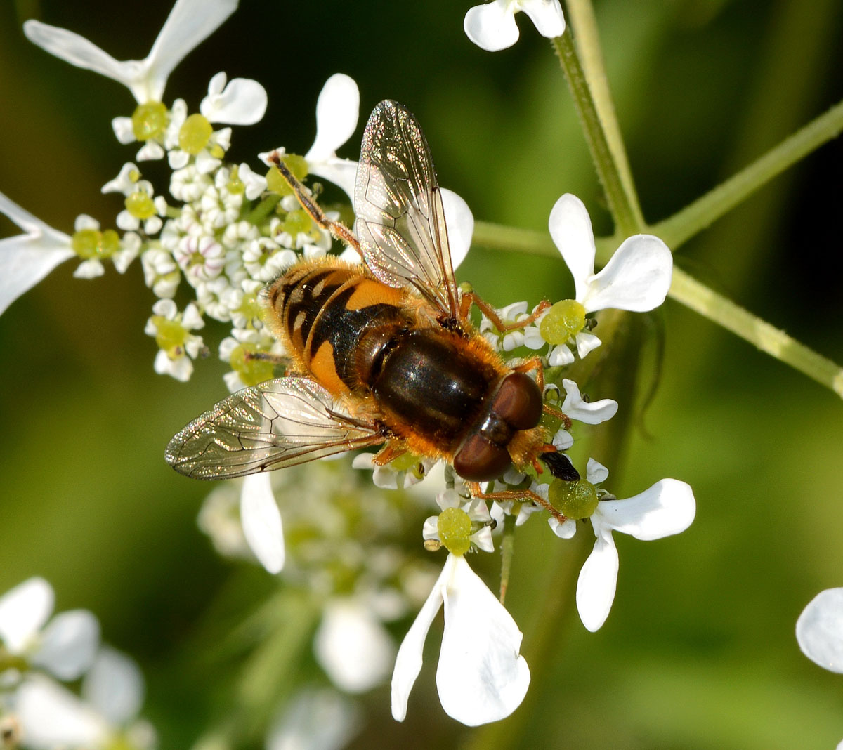 Parhelophilus versicolor (Syrphidae) maschio