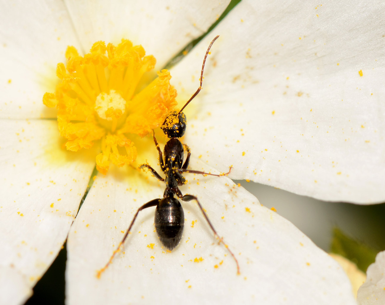 formica impollinatrice: Camponotus aethiops