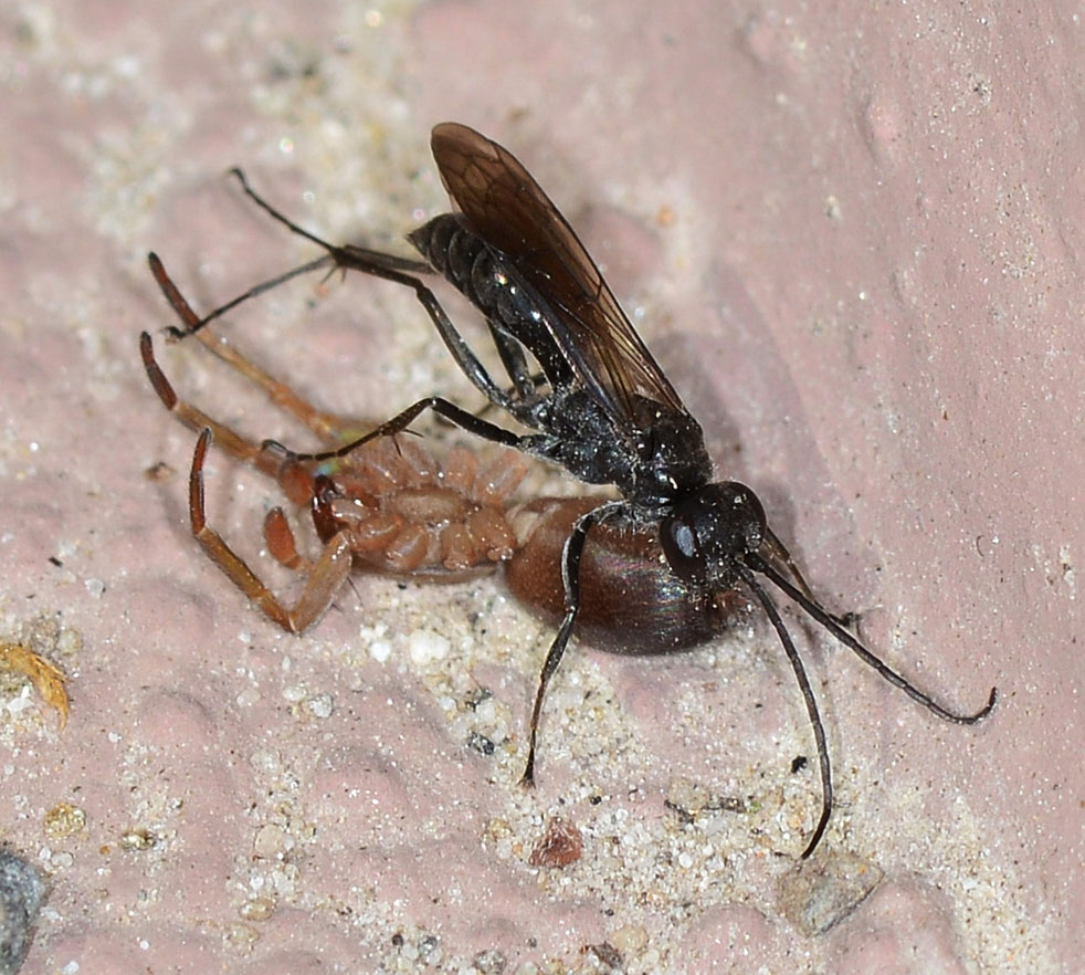 Pompilidae in azione