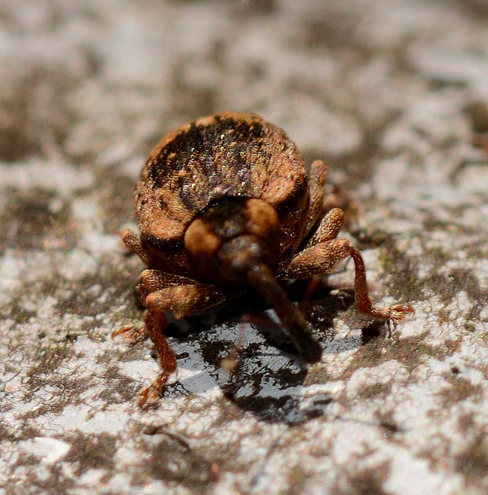 Curculionidae: Stereonychus fraxini